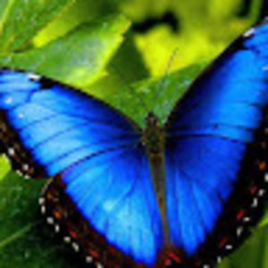 Meet your Posher, Cecelia